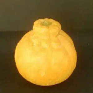 デコポン