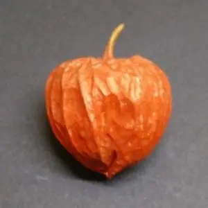 ほおずき