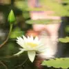 ハスの花