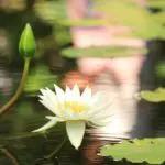 ハスの花
