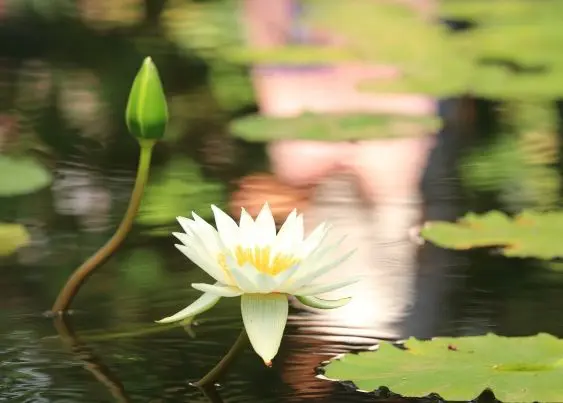 ハスの花